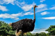 Safari Tour in Ponderosa Costa Rica