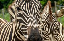 Safari Tour in Ponderosa Costa Rica