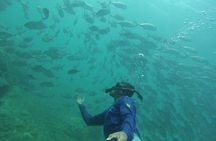 Snorkeling Adventure at Caño Island
