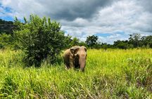 Minneriya National Park Elephant Safari Tour
