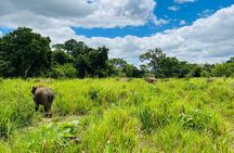 Minneriya National Park Elephant Safari Tour
