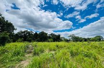 Minneriya National Park Elephant Safari Tour
