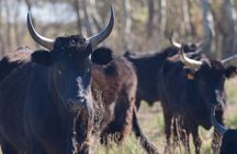 Boat trip - Camargue - Houseboat Camargue