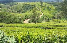 Sri Lankan Tourist Driver with great local )knowledge all over the country! 