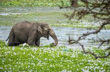Gal Oya National Park Safari - Boat Adventure from Arugam Bay