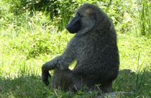 5-Day Gorilla Tour and Chimpanzee Tracking in Uganda