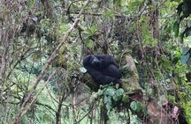 5-Day Gorilla Tour and Chimpanzee Tracking in Uganda