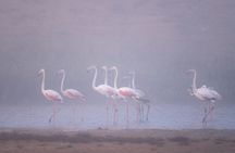 Agadir Souss Massa national park with mini Sahara Half Day Trip