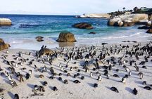 Premier Full Day Cape Tour Table Mountain and Boulders Beach