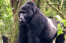 3-Day Tour Package with Gorilla Trekking in Uganda