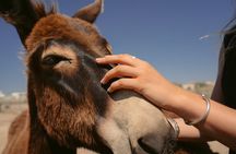 Cinematic Private Tour of Santorini in a VW Van