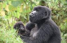 3-Day Tour Package with Gorilla Trekking in Uganda