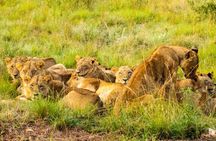Half Day Guided Tour in Nairobi National Park with 4x4 Vehicle