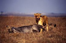 Half Day Guided Tour in Nairobi National Park with 4x4 Vehicle