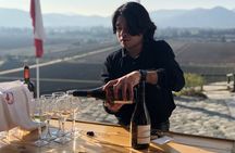 Shore Excursion Frutillar, Petrohue Falls and Puerto Varas 