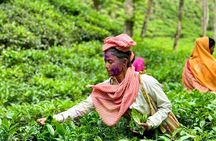 Sreemangal Tea Tour Experience Nature and Culture in a Local way