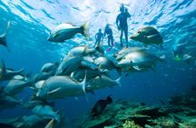 Group Catamaran 4 hr tour coral reef fun Iguana island adventure!