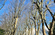 2 hr Lunch Authentic Indonesian Cuisine and 1 hr Walk in Newlands