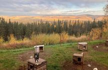 Sluice Box Kennel Experience