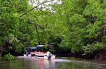 Semporna : Mangrove Cruise, Fireflies, Transfer & Dinner