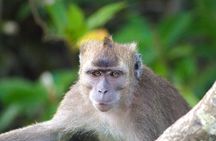 Semporna : Mangrove Cruise, Fireflies, Transfer & Dinner