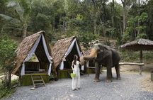Half day with Elephants at Patong Elephant Hug （No ride No trick）