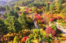Day Trip to Nami Island with Rail bike and The Garden of Morning Calm