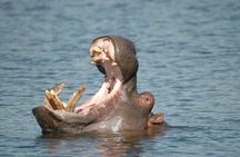 Half Day Safari Tour from Durban