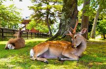 Katsuo-ji, Minoo Falls, Todai-ji, Arashiyama & Nara Park Day Tour