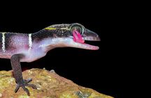 Rainforest Camping in Kudremukh National Park