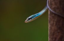 Rainforest Camping in Kudremukh National Park