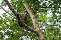 7 Days Uganda Chimps and Gorilla Trekking Safari