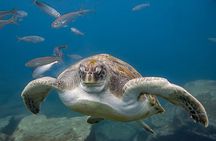 Discover Scuba Diving Adventure in Tenerife