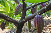 Full Day Tour Stone Town (City tour)+Prison Island and Spice Farm