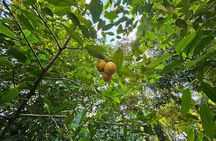 Full Day Tour Stone Town (City tour)+Prison Island and Spice Farm