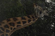 3 Days Murchison Falls national park with Rhino tracking