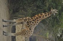 3 Days Murchison Falls national park with Rhino tracking