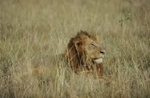 3 Days Murchison Falls national park with Rhino tracking