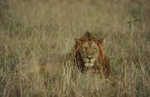 3 Days Murchison Falls national park with Rhino tracking