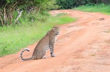 Morning Half-Day 7Hrs Safari Yala National Park