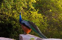 Morning Half-Day 7Hrs Safari Yala National Park