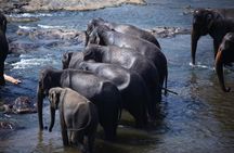 Private 5 Day Tour Across Sri Lanka Highlights