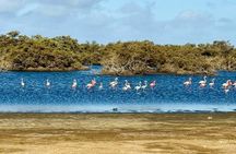 Flamingo Spotting Adventure