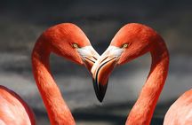 Flamingo Spotting Adventure