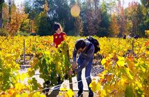 Viña Concha y Toro: Premium Wine Center Tour