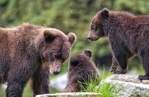 Private WILD Bear Viewing Adventure by Boat in Sitka