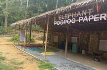 Half day with Elephants at Patong Elephant Hug （No ride No trick）
