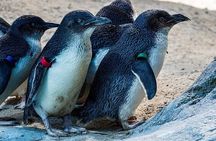 Melbourne Private Penguins Tour wildlife Wine Tour 