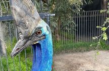 Melbourne Private Penguins Koalas TOUR-Melbourne City Tour JEWELS