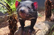 Melbourne Private Penguins Koalas TOUR-Melbourne City Tour JEWELS